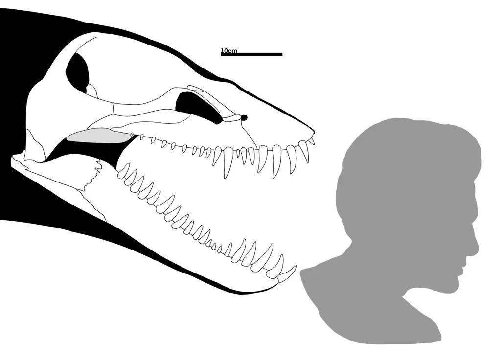 图注:神河龙超长的脖子,图片来自网络图注:神河龙