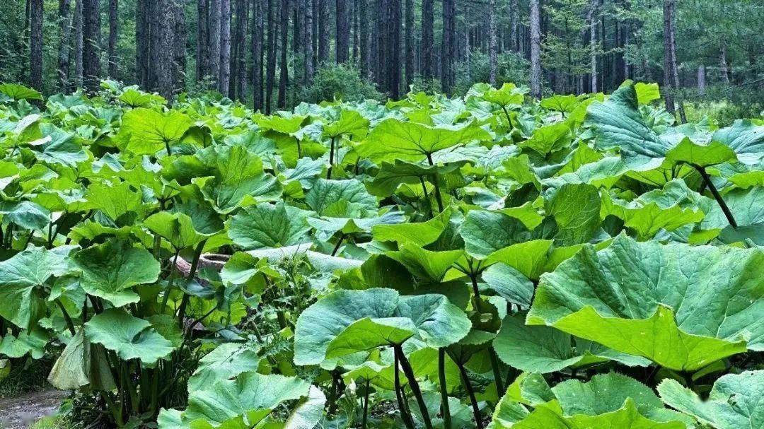 宁静的夏天·凉爽的固原 ▏"荷"你邂逅在清凉野荷谷_六盘山_宁夏_人群