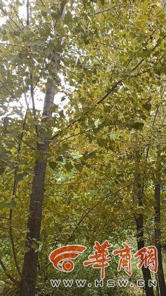 华商记者帮|路边杨树树叶发黄还落黄粉 是咋回事?_黄色_病原菌_王莽