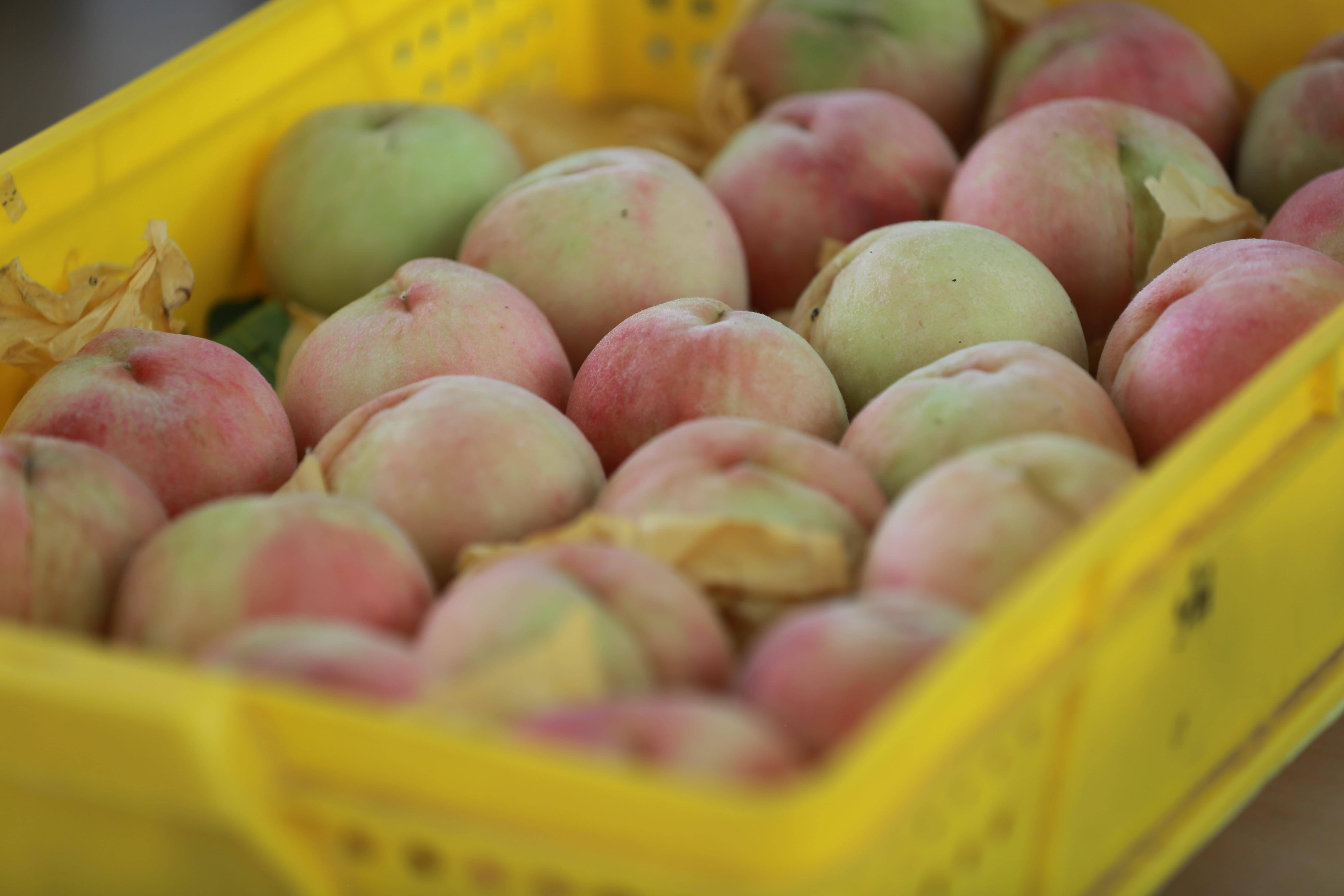 浦东海关助力"南汇水蜜桃"重启出口之路_企业_上海_农业