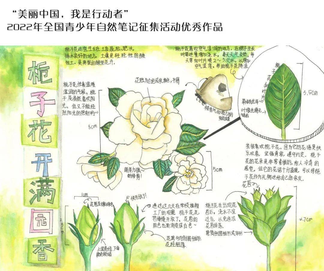 作品名称 栀子花开满园香作者 喻格菲推荐单位 武汉市江汉区教育局