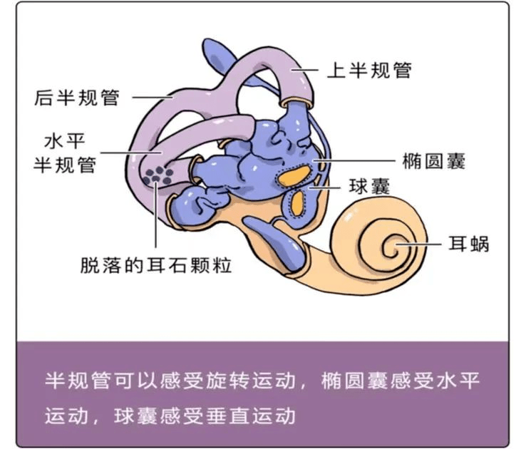 感冒之后也会晕？小心前庭神经炎_眩晕_发病_患者