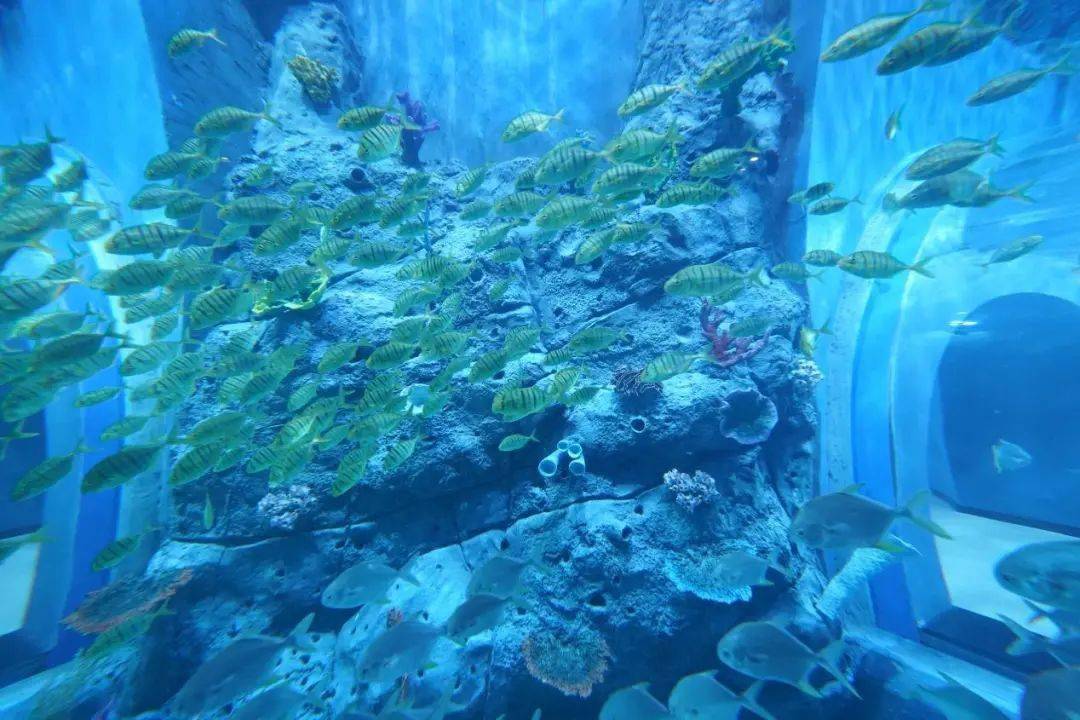 67七月约定 | 7月28日邢台海洋乐园盛大开业啦_表演_互动_海底世界