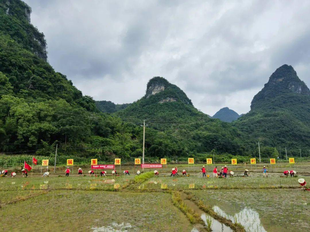 阳朔县福利镇:"以地生金"紧握粮食安全主动权_集体经济_发展_稻田