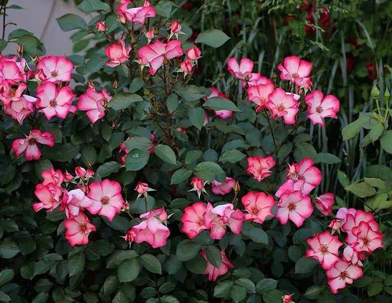 4款单瓣月季花,花姿清丽,抗病好养,你喜欢哪种?_冰山_品种_白色