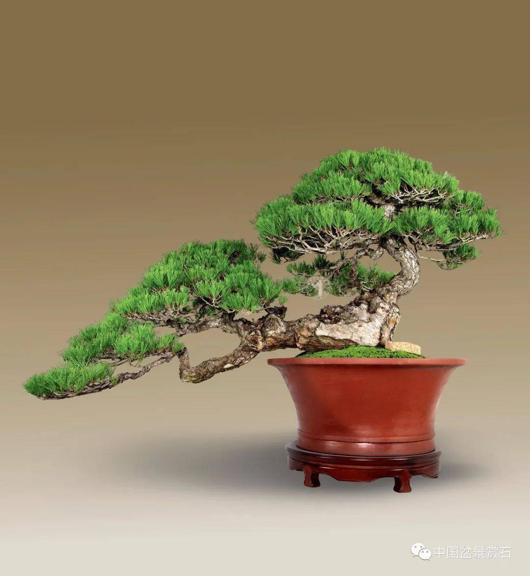 回顾 | 2020中国尊中国盆景收藏家藏品国家大展作品群