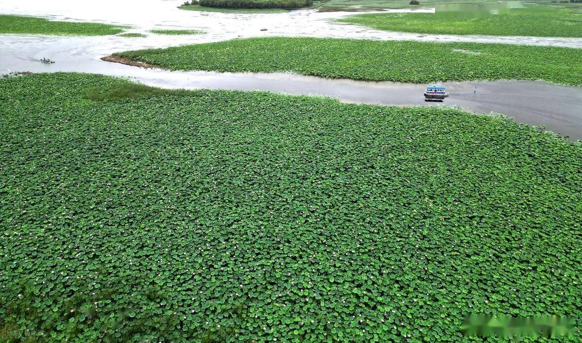 沈阳石佛寺水库内三千亩荷花绽放引游人