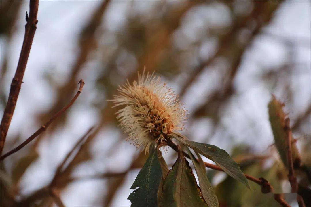 品味芒市 | 山林里的蜜冬花,儿时的甜蜜回忆!_鸟儿_公众_文化