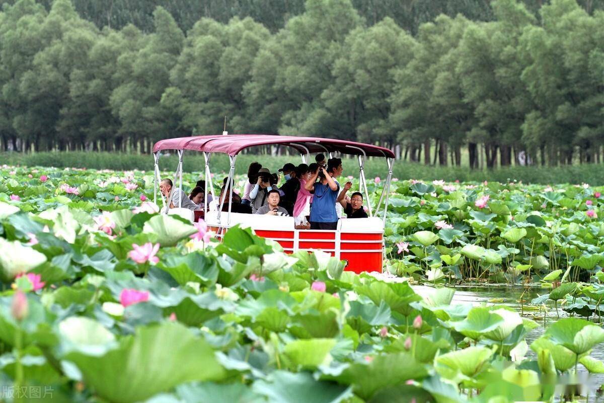 沈阳石佛寺水库内三千亩荷花绽放引游人