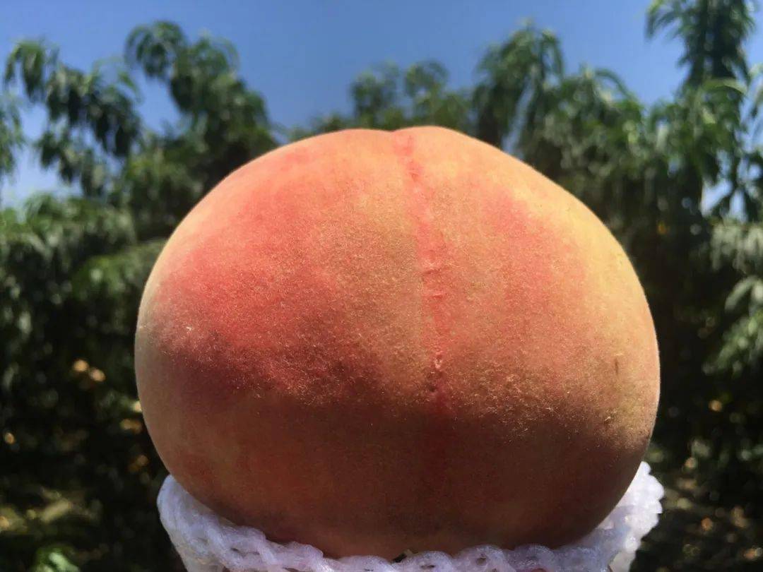 阳山湖景水蜜桃限时特惠!甜美多汁,限时赏味20天!_桃子_无锡_果园