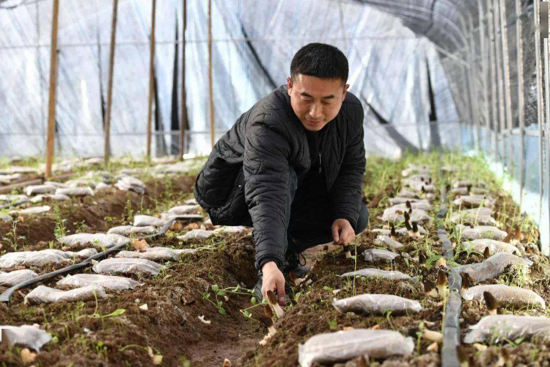 两当:打造"八有"山地立体农业 "生态资本"正成"富民资本"_发展_养殖_