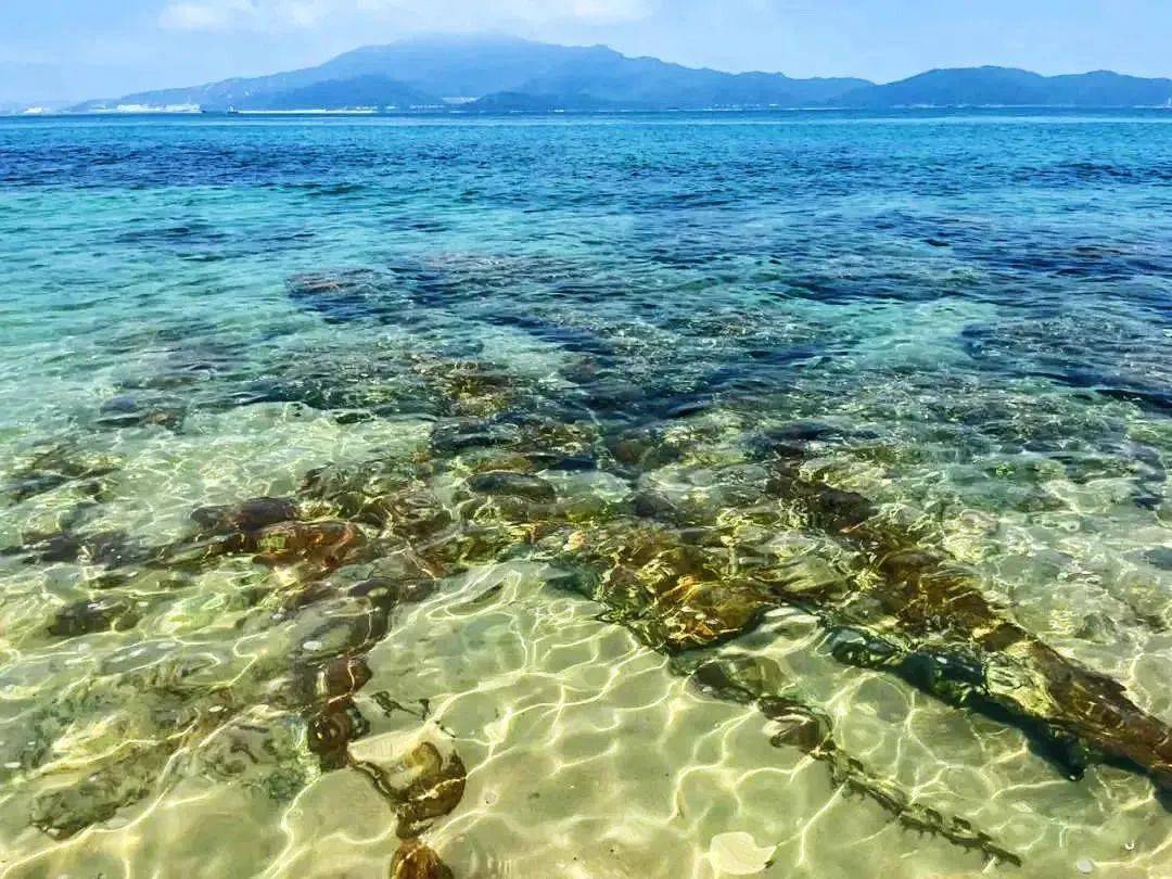 周四成团【秘境浮潜】:东虎岛浮潜赶海 观白鹭/滩涂日落 玩海上桨板