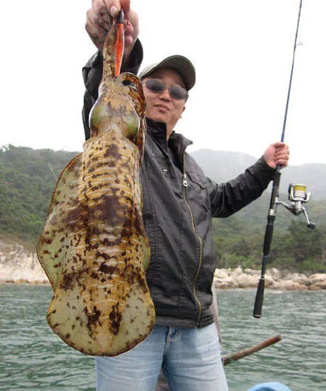 它喜欢抱着猎物进食,这种钓法值得学习,木虾拖钓鱿鱼_动作_因为_lb