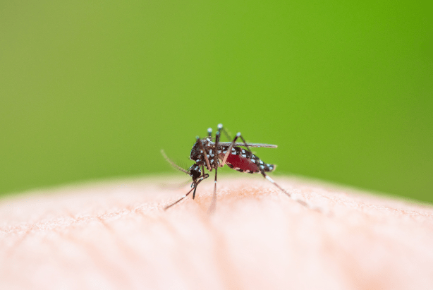 七月半,八月半,它的嘴是金刚钻!三个方子快速止痒