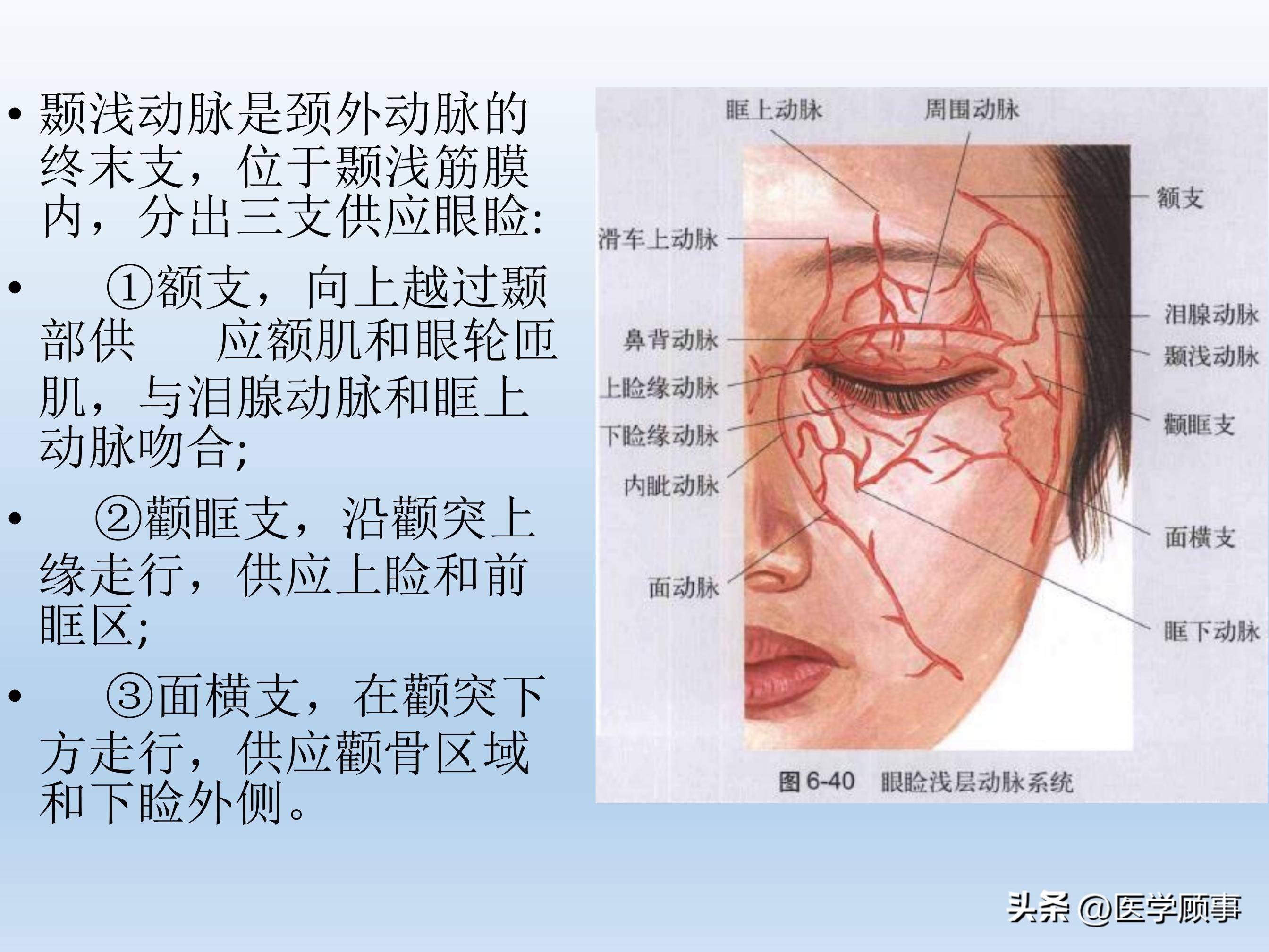 眼睛各部位图解图片