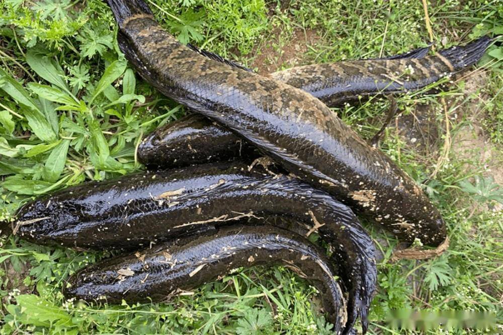 野钓黑鱼,好用的3种民间钓法,比路亚钓法更加有效_水温_区域_习性