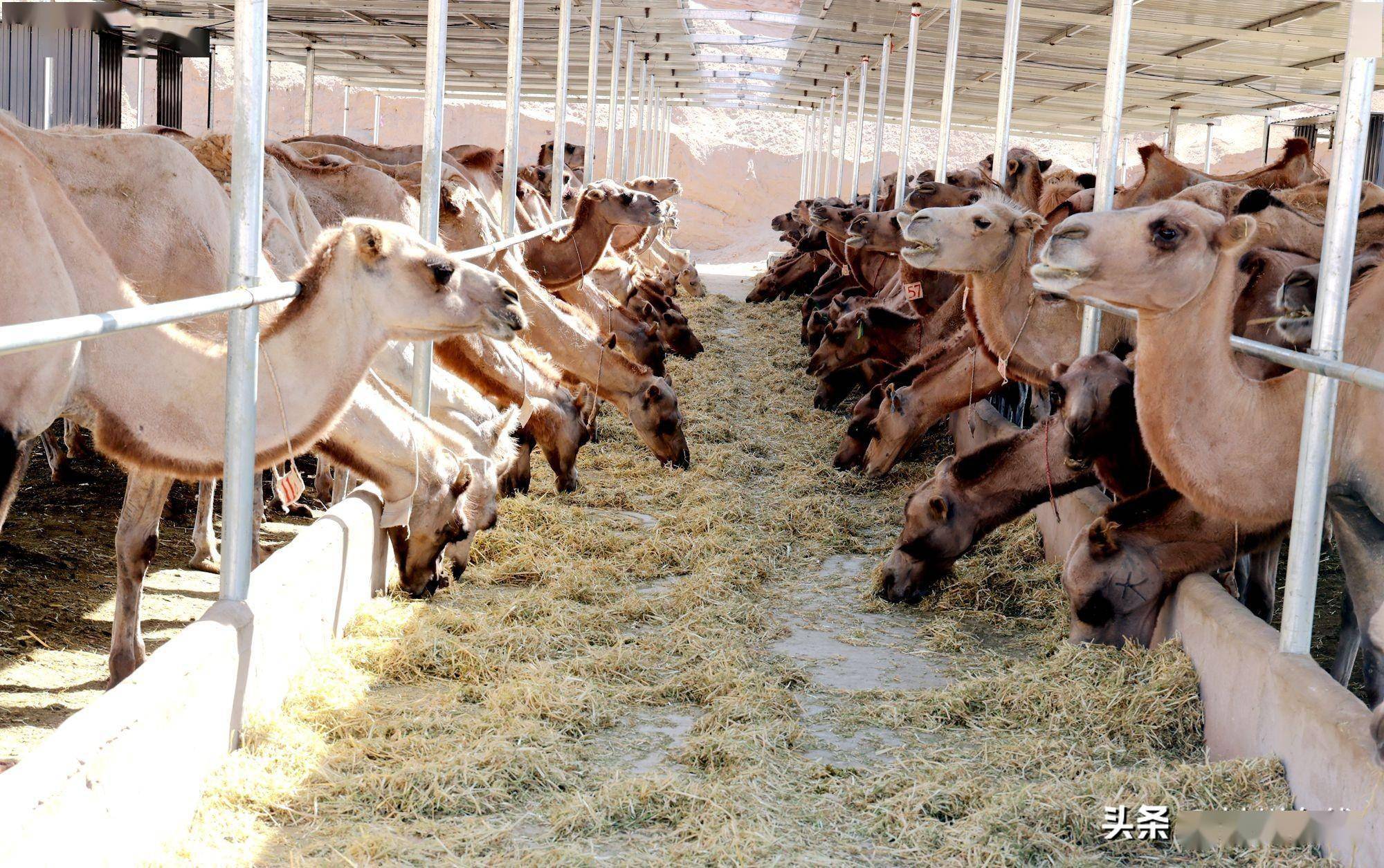 县域经济"瞰"甘州暨"三抓三促"行动⑧|甘州区平山湖蒙古族乡:骆驼养殖