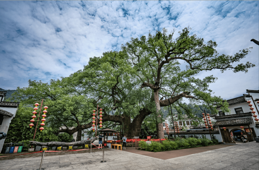 歙县这棵千年古树将向全国人民"告白"!_樟树_名木_频道