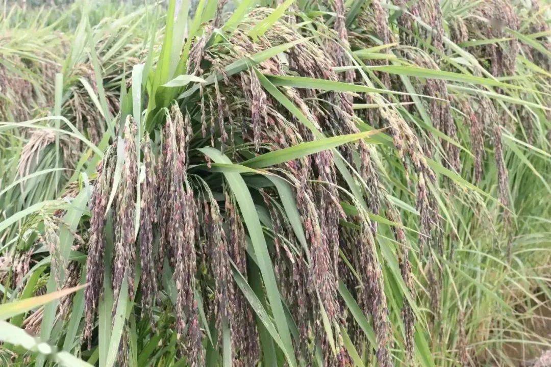 阳光和煦的八月微风送来阵阵稻谷的清香饱满的稻穗坠弯了紫谷的腰紫谷