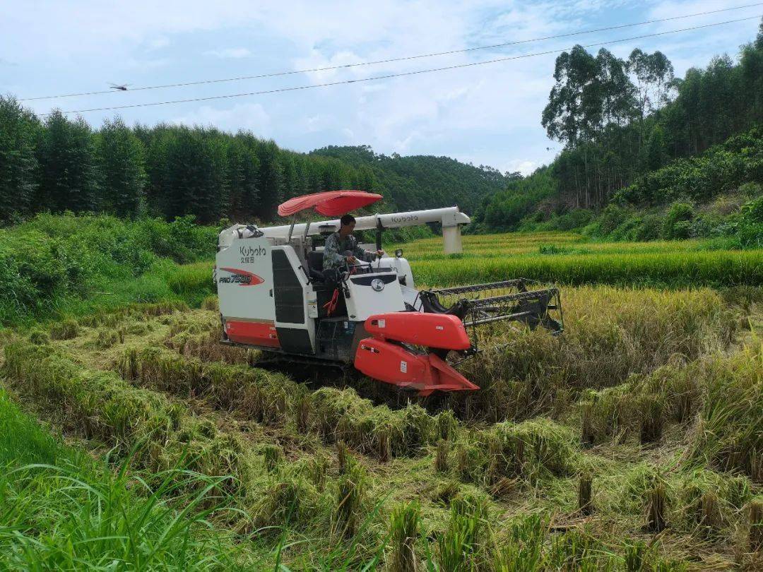 平洞村今年早稻总产量1200吨,主要播种优质水稻品种又香优龙丝苗,又香