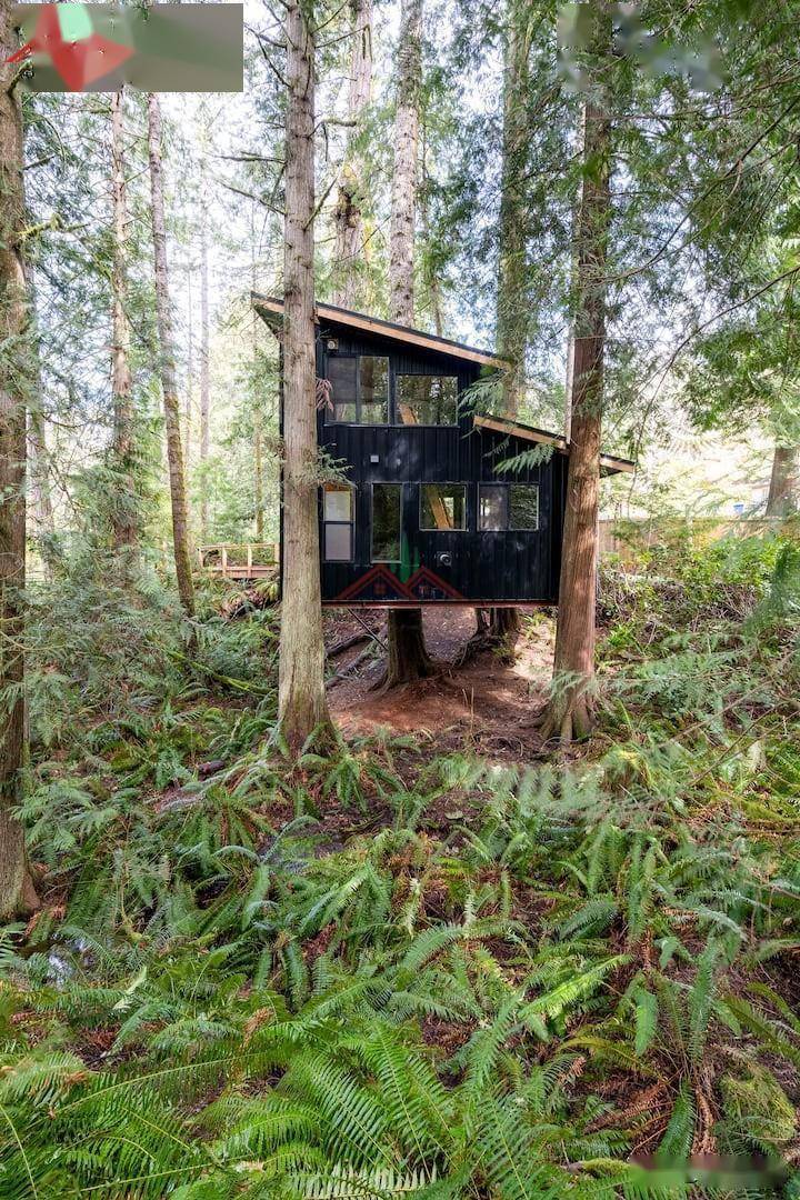 450美元一晚的网红树屋大家都想造但您至少需要了解这10个注意点_树木