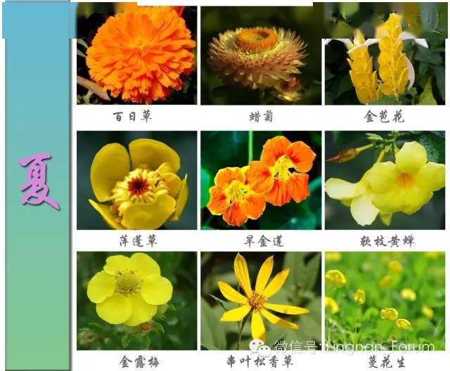 500种花卉图谱，四季绽放，看你是否能全认识！_搜狐网