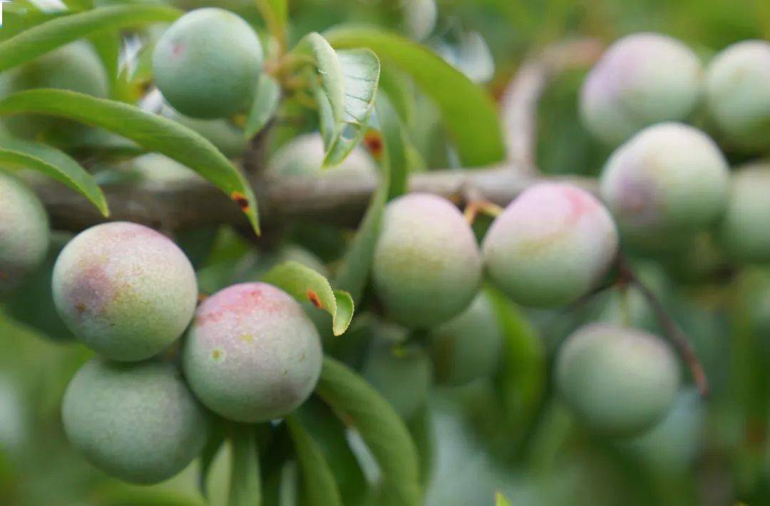 泥高镇:绿色李子 味美天然_刘航_种植_果园