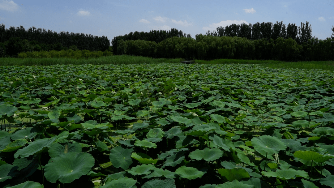 馬駒橋溼地公園再添一條1600米城郊慢行步道,沿路是水岸步道,浪漫荷田