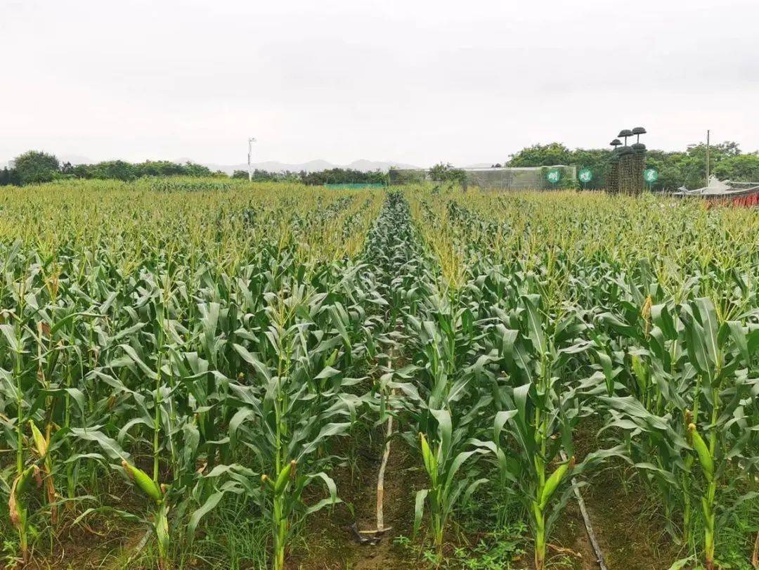 珠海自主研发选育玉米新品种通过国家初审_审定_发展中心_地区