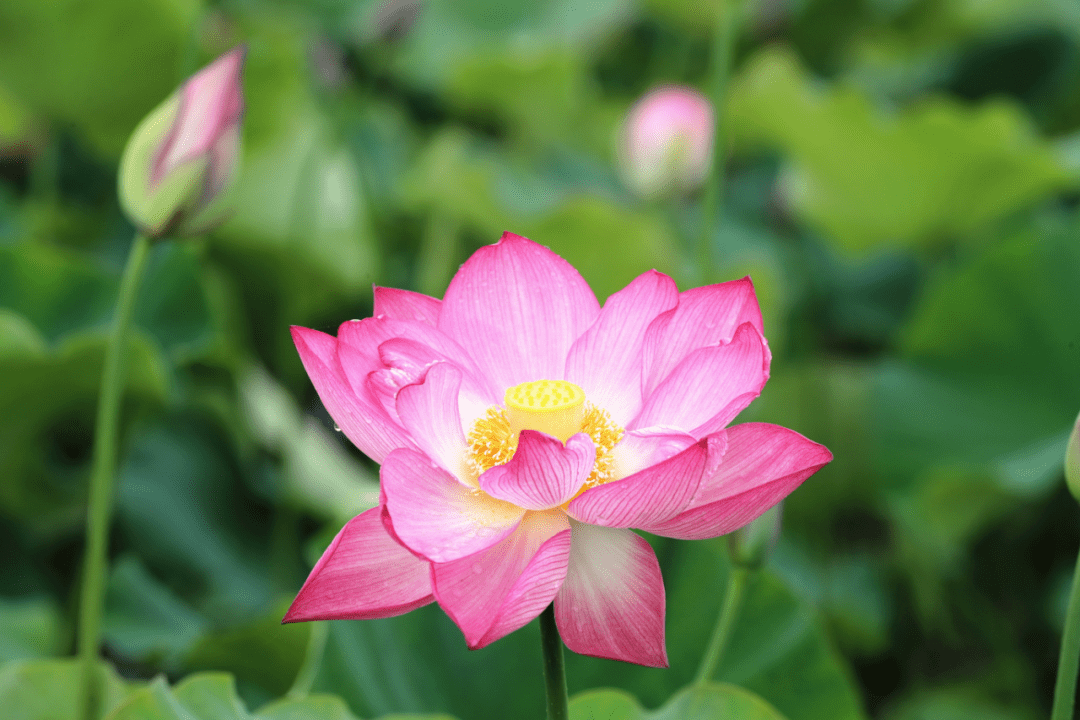 宝应,高邮"莲"手,共绘射阳湖!_荷花_荷园_活动