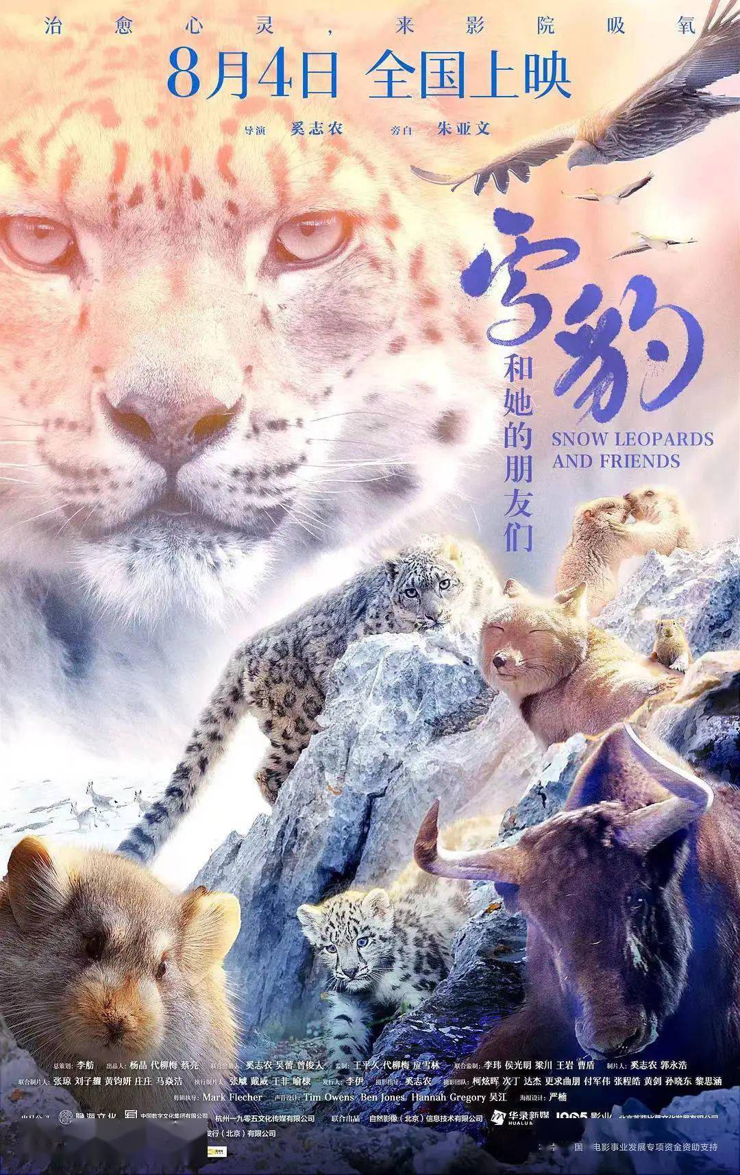 电影《雪豹和她的朋友们》:用影像来保护自然_高原_纪录片_高山上