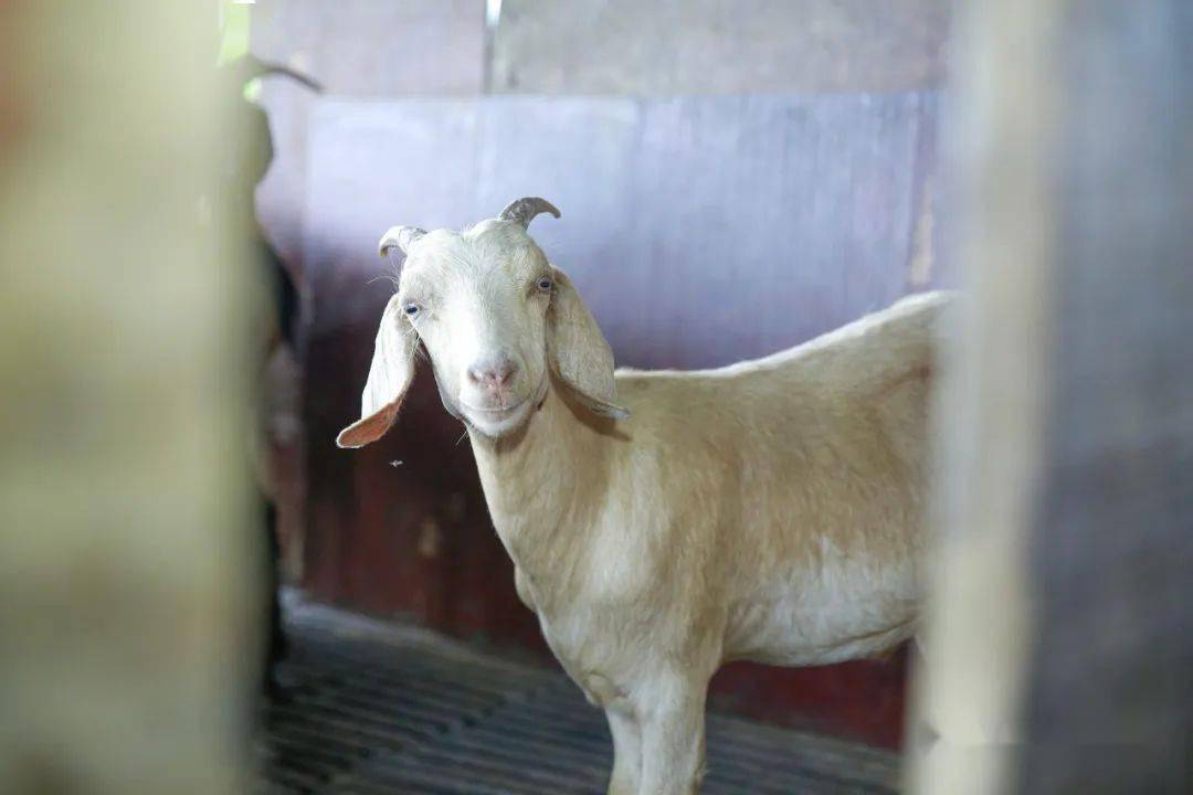 坚持10年,这个柳城人也做了让人"眼红"的事_韦勇_山羊_什么