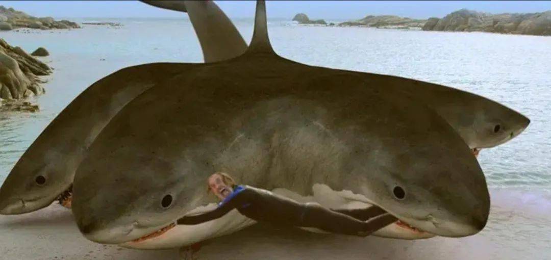 十头鲨大战巨齿鲨图片