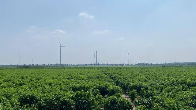 漯河:数字赋能实现"慧"种地_辣椒_智慧_农业