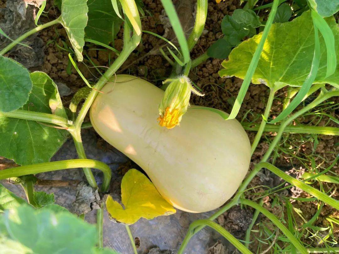 9抢3斤「阿根廷奶油南瓜」爆卖1.7万 ! 够香!够甜!够糯!