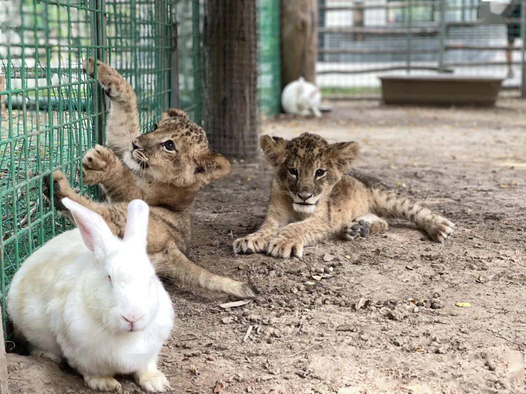 平顶山这对"知名双胞胎"断奶了,每天两顿牛肉,定时亮相!