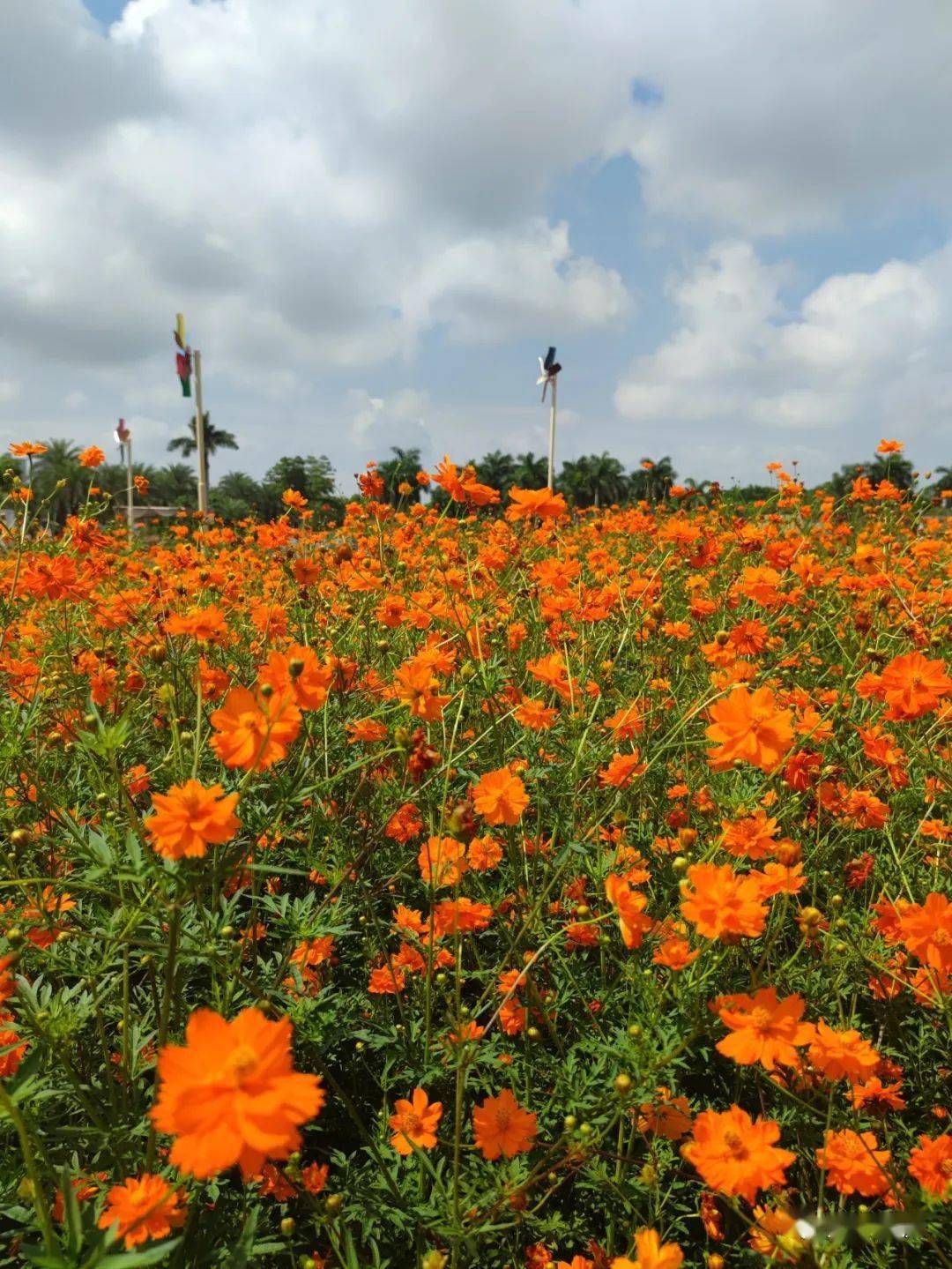 喜温暖和阳光充足的环境硫华菊的花期是6-8月在中国各地均有分布别名