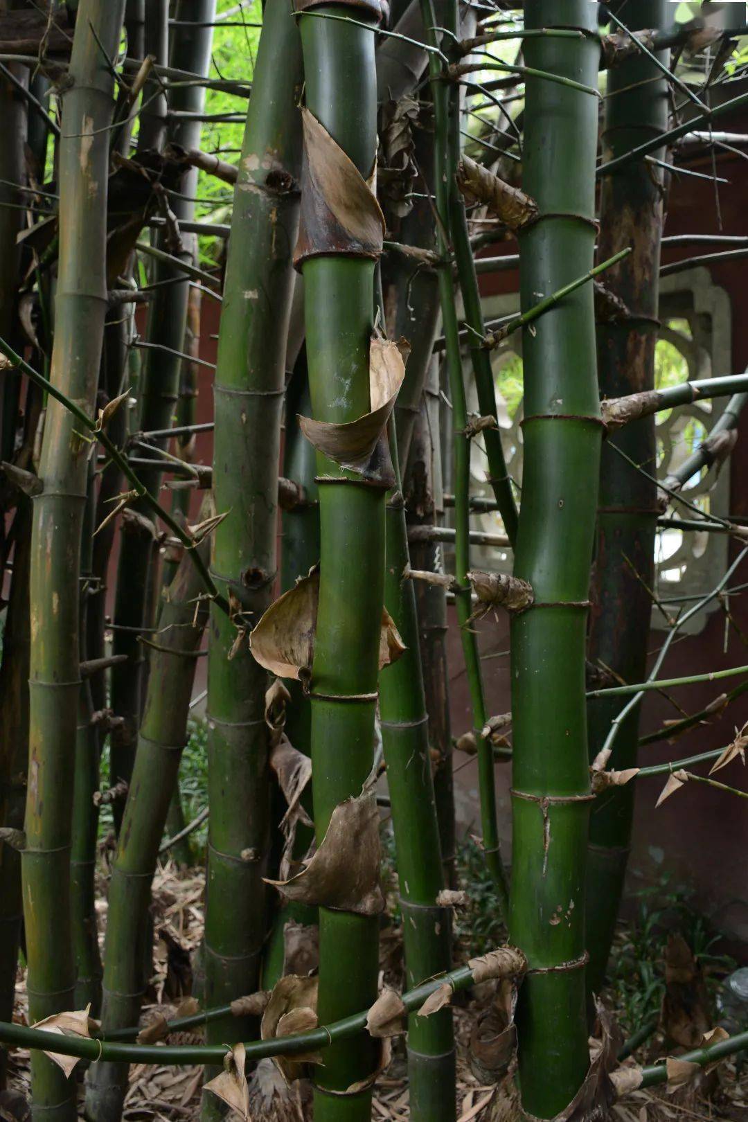 bambusa sinospinosa mcclure车筒竹丛生类全世界约有竹亚科植物70至