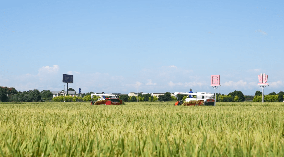 【one话题】风吹稻浪,来广汉与稻田邂逅一场约会吧_水稻_防治_田野