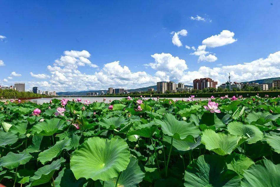 畅游麦积 | 麦积区翠湖公园:一池荷花开 满城清凉来_市民_湖面_天水