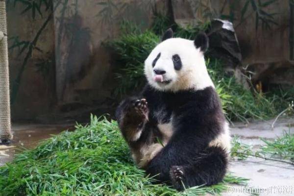 大熊猫“春生”“香果”抵达杭州动物园 攻略先收藏好
