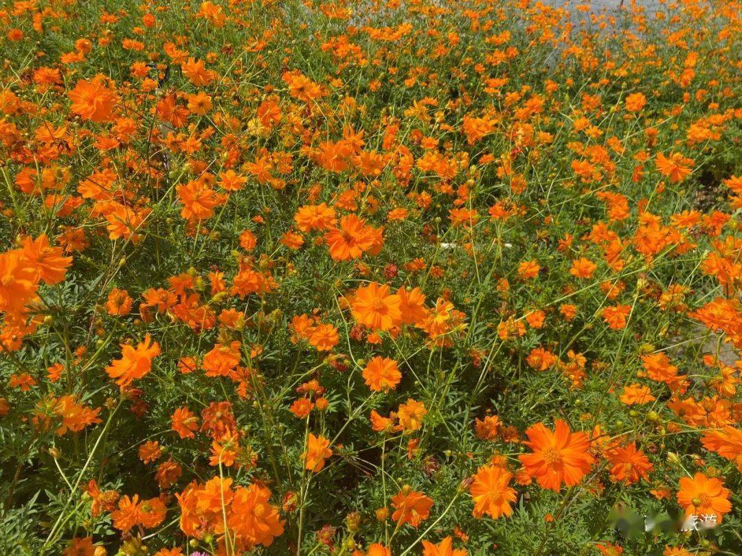 拘束与自由热情硫华菊的花语喜温暖和阳光充足的环境硫华菊的花期是6