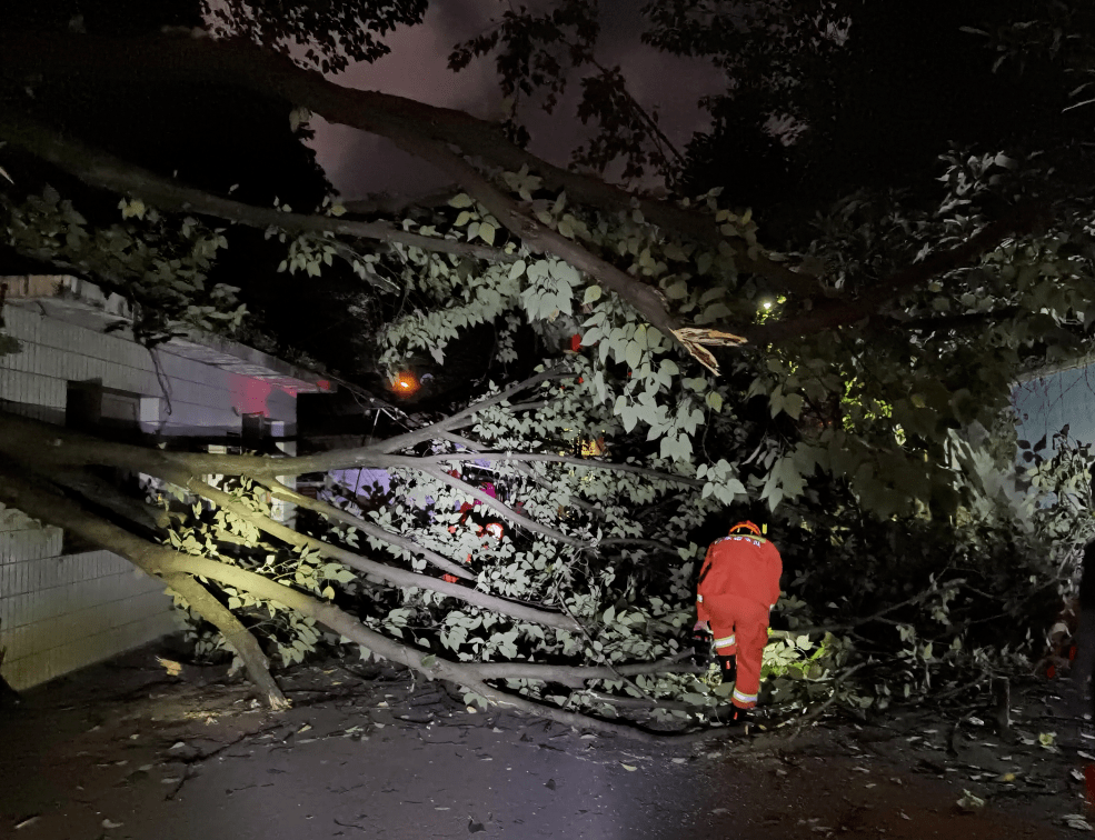 凌晨4时大树倾倒砸车堵门 消防及时排险_救援_凯里市_暴雨