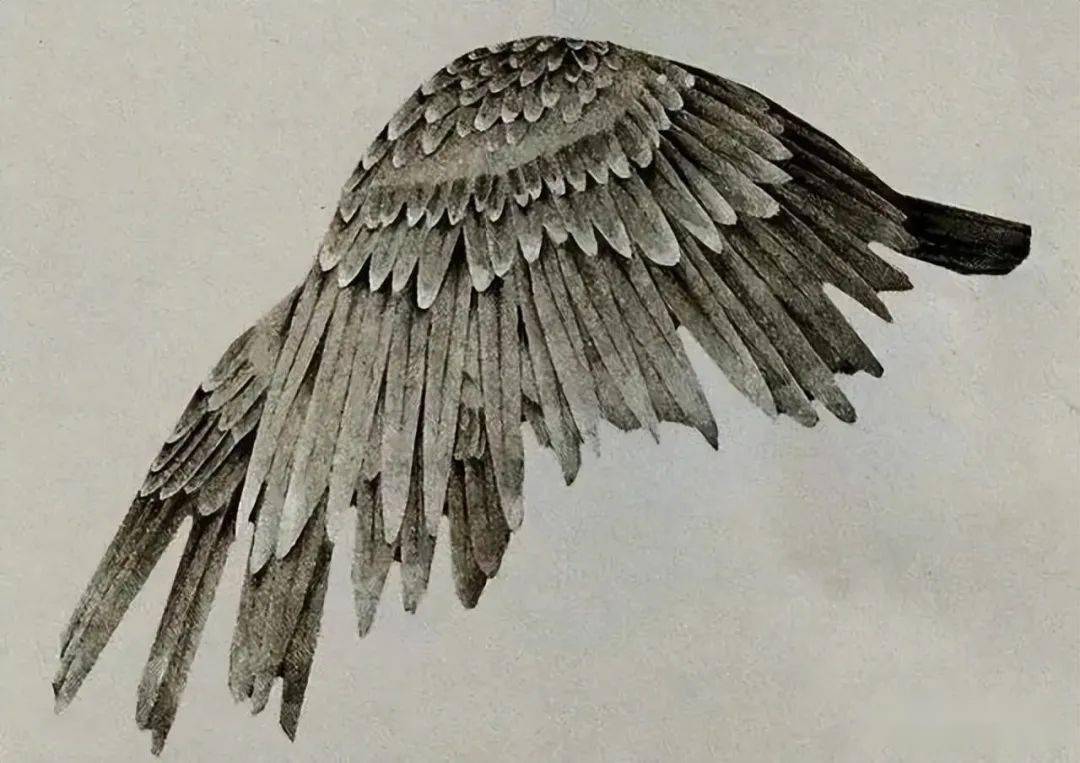 国画技法|仙鹤各个部位的详细画法分解_羽毛_线条_白羽