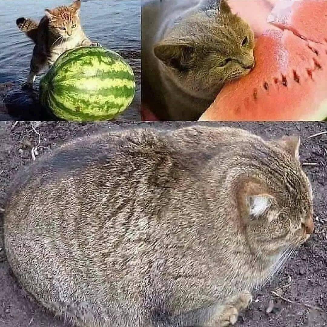 沙雕逗比的猫咪插画,每一张都让你笑到肚子疼!_santoso_rocky_作品