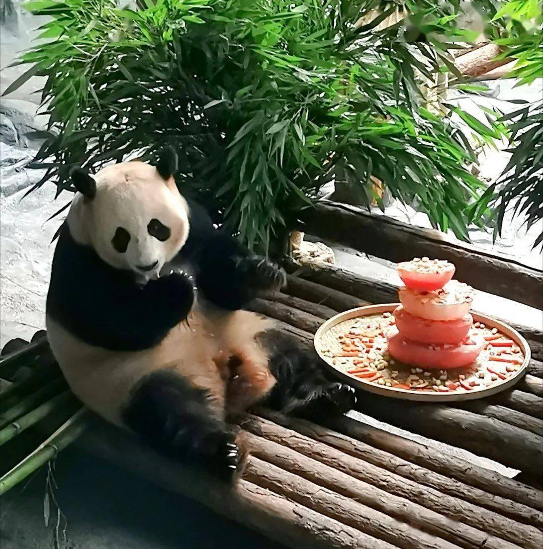 天津亿利生态精灵乐园大熊猫小乔11岁啦!畅玩全年仅需160元!