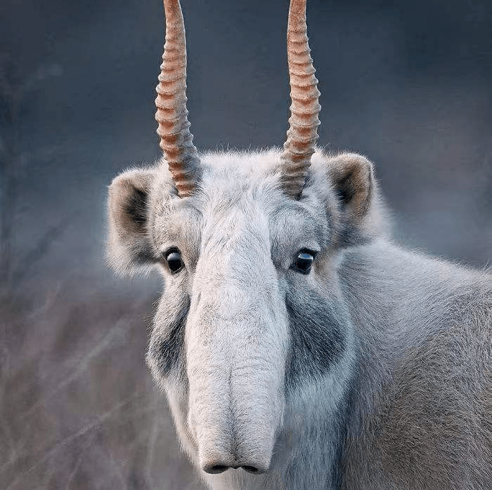 图为截获的羚羊角高鼻羚羊(学名:saiga tatarica:别名赛加羚,属于