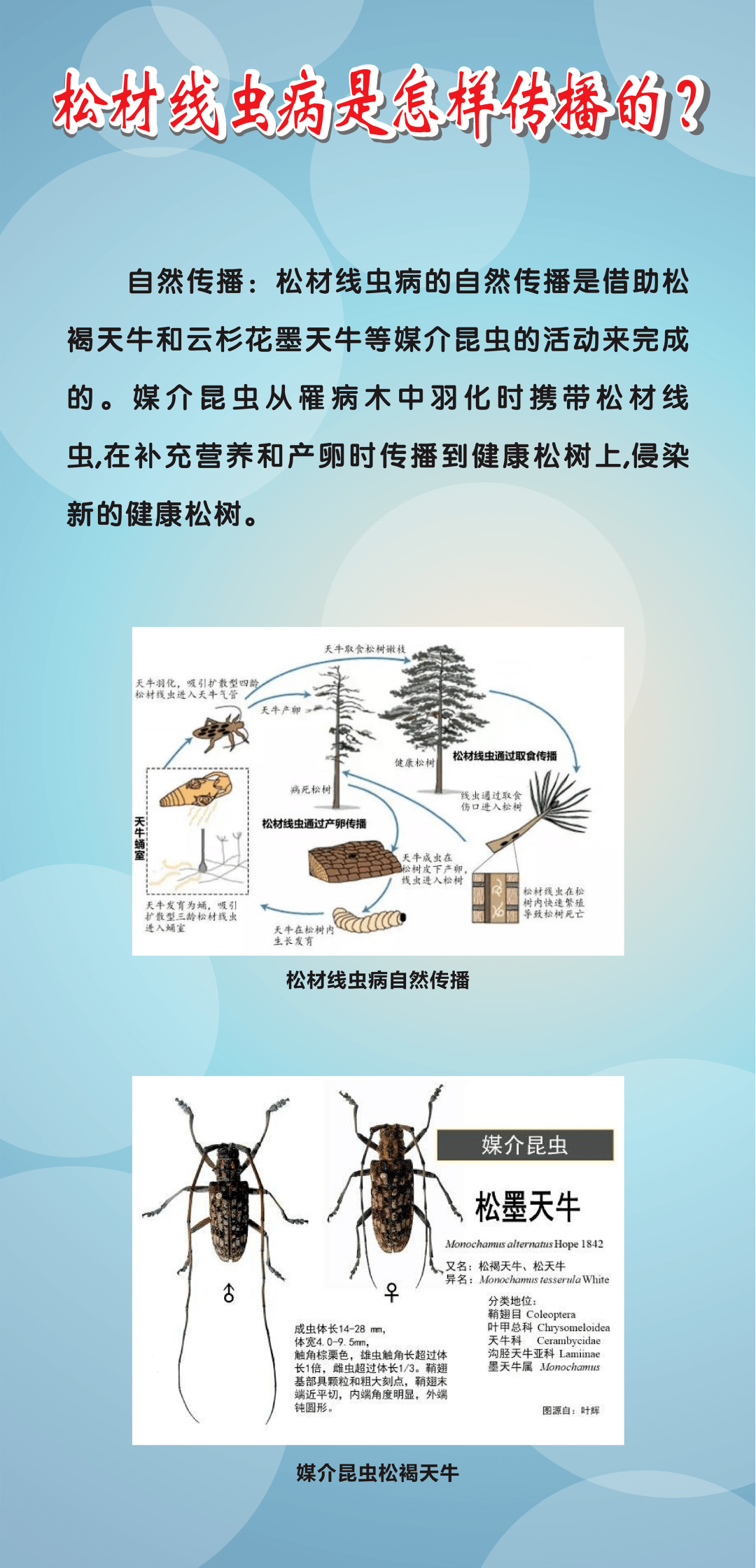 科学防控松材线虫病,守护南区街道"一片绿"