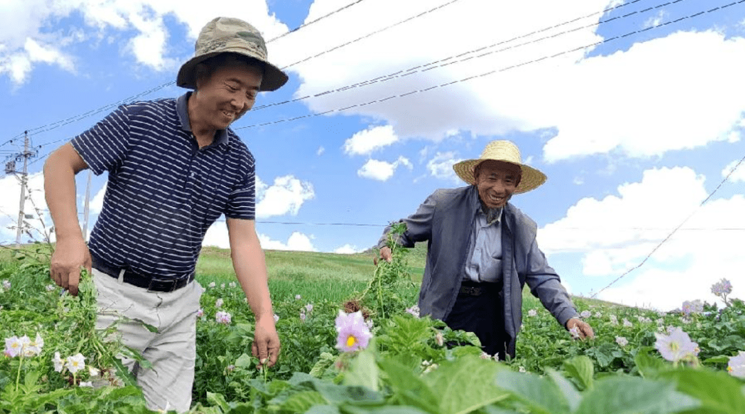 动态】化隆县"统种共富"开启农村土地种植新模式_经营_发展_巴燕镇
