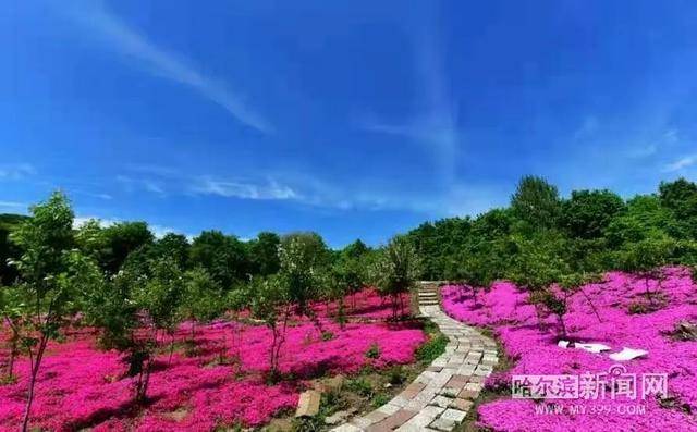 小花圃带火旅游大产业丨五常农民建“百花园”等你(图2)